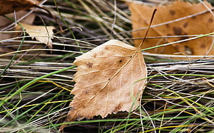 closeup photo of dried leaf on green grass
