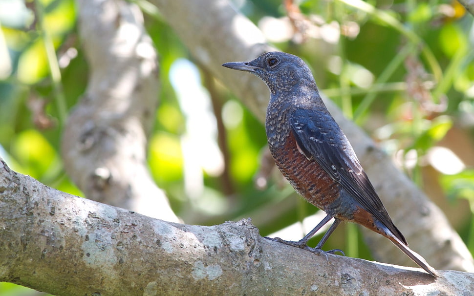 blue and brown bird HD wallpaper