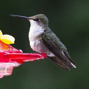 hummingbird in macro photography