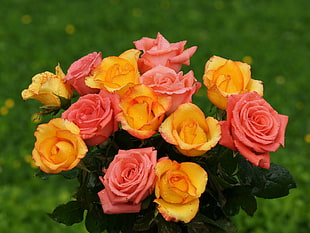 selective focus photography of pink and yellow rose bouquet
