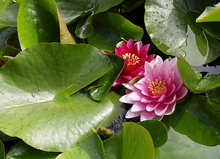 pink and green water lily flower HD wallpaper