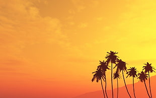 silhouette of palm trees under sunset HD wallpaper