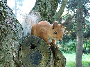 Squirrel,  Face,  Peep,  Tree HD wallpaper