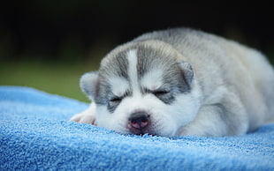 selective focus photography of Siberian Husky puppy on blue textile