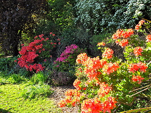 orange flower plant near red flower plant at daytime