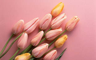 pink and yellow Tulip flower buds HD wallpaper