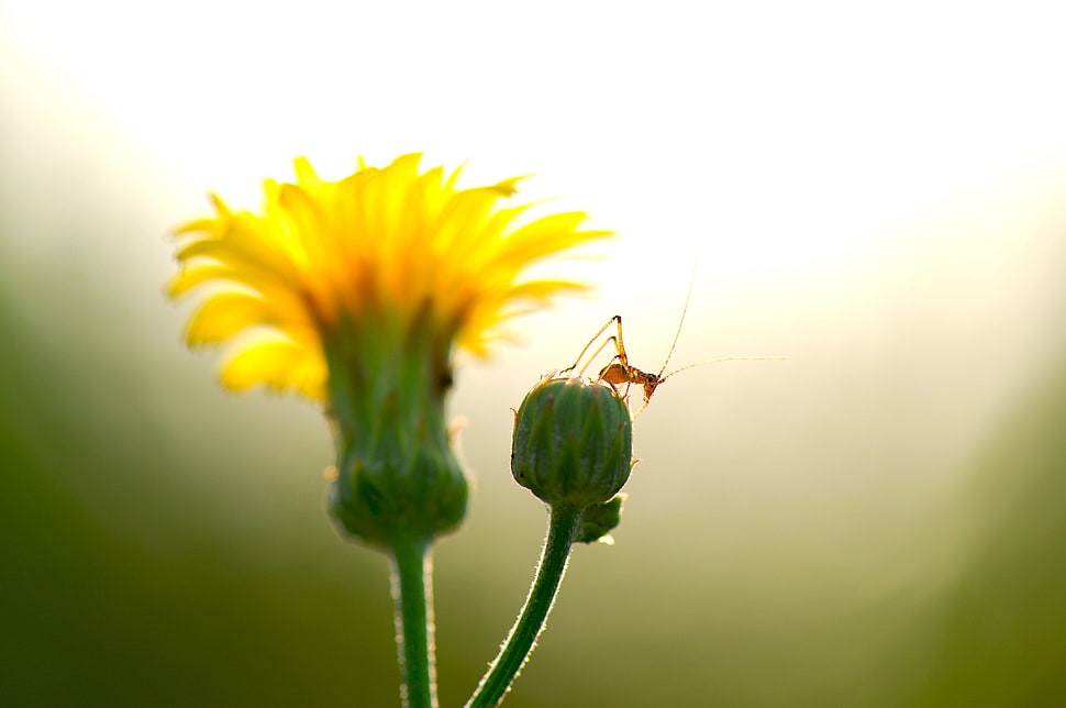 selected focus photography of orange cricket on green stem flower HD wallpaper
