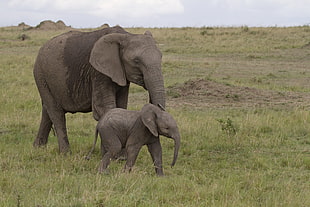Elephant and elephant cab on green grass