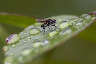 macro photography of black fly on green leaf with dews