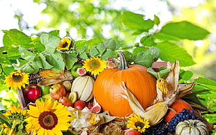 yellow and white petaled flower, sunflowers, apples, pumpkin, grapes