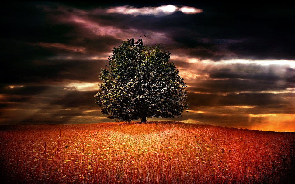 green tree in middle of grass field HD wallpaper