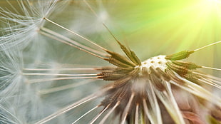 white Dandelion seeds macro photo
