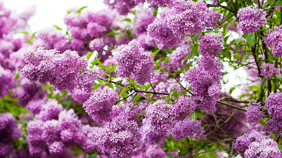 purple flowers with green leaves HD wallpaper