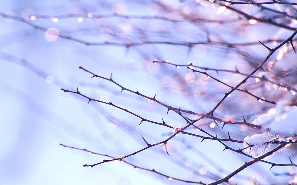 brown tree branch with snow HD wallpaper