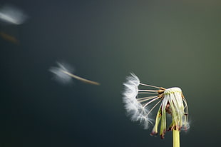 Dandi Lion flower, dandelion