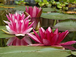 selective focus photography of pink Waterlilies with Lily pads