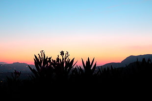 silhouette of plant near hills during sunset HD wallpaper
