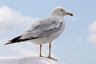 white and grey bird closeup photography, ring-billed gull