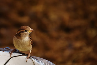 selective focus photography of brown sparrow perching on birdbath