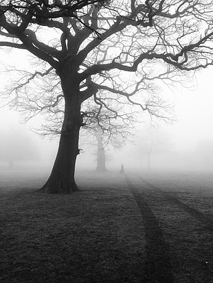 leafless surrounded by fog photo