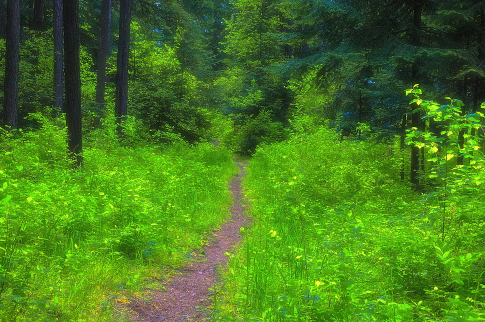 green tree forest with green grass photography during daytime HD wallpaper