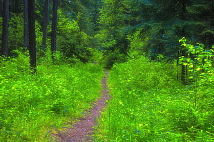 green tree forest with green grass photography during daytime