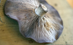 black and gray mushroom on wooden plank