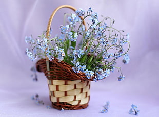 brown and beige wicker basket with purple Forget-me-not flowers