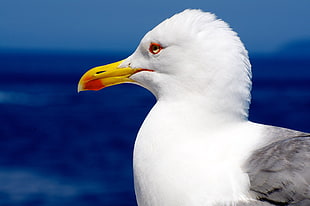 close-up photography of seagull