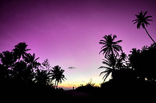 silhouette of trees under purple sky HD wallpaper