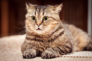close-up photo of brown tabby cat