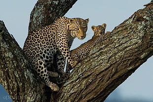 cheetah and cab on trees