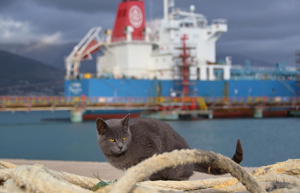 short-coated gray cat HD wallpaper