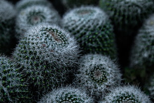 macro photography of cactus HD wallpaper