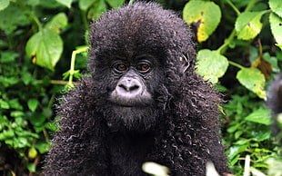 photography of black monkey