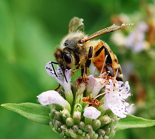 Honey Bee on white and purple petaled flower, mountain mint HD wallpaper