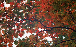green and red maple tree