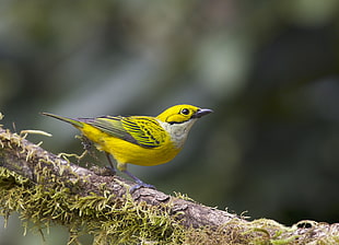 shallow focus photo of yellow bird, tanager, tangara HD wallpaper