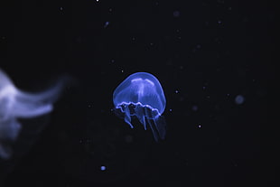 gray jellyfish, nature, animals, jellyfish, Medusa