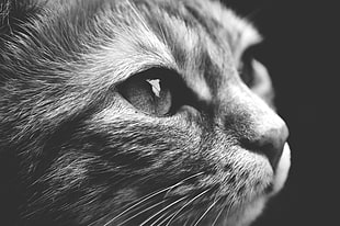 cat's face closeup grayscale photography HD wallpaper
