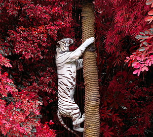 white Bengal tiger climbing tree trunk HD wallpaper