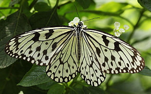 white and black butterfly on white flower HD wallpaper