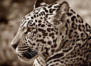 grayscale photography of leopard
