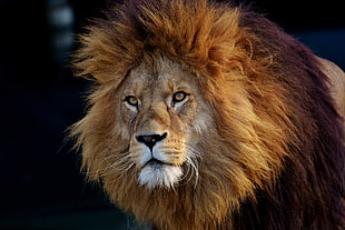 brown lion, Lion, Predator, Muzzle