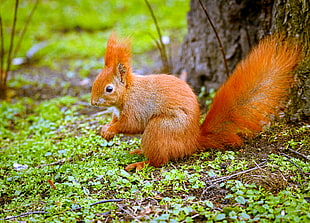 selective focus photography of orange squirrel near brown tree