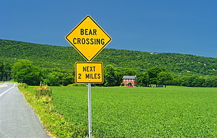 bear crossing road sign HD wallpaper