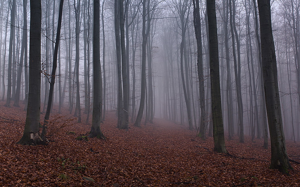 bare trees during daytime HD wallpaper