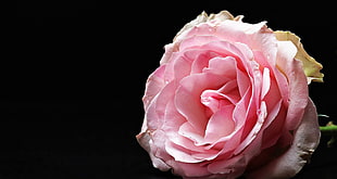 selective focus photo of pink rose HD wallpaper