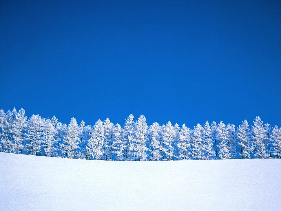 pine trees covered in snow HD wallpaper