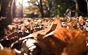 leaves, nature, closeup, fall